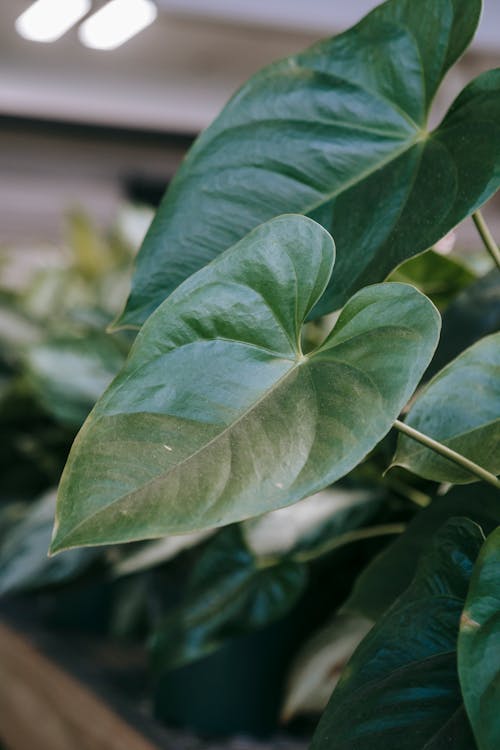 Green leaves of plant in garden