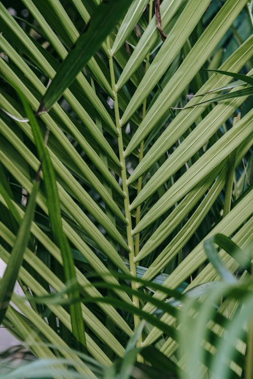 Full frame background of textured palm branch with long spiky leaves growing in daylight