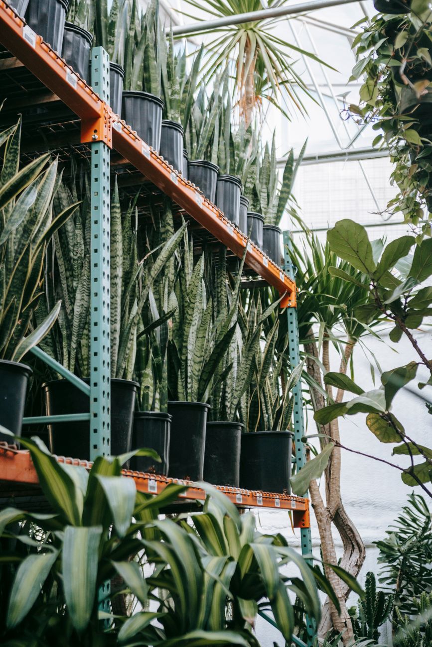 From below of fresh potted Dracaena trifasciata flowering plant placed on shelves near assorted tropical vegetation in greenhouse