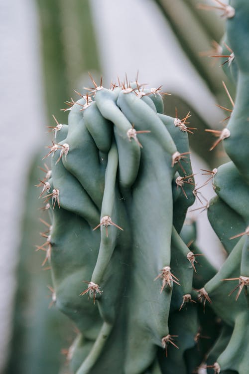 Closeup of green Peruvian apple cactus with cylindrical shape and sharp prickles growing in greenhouse in daylight