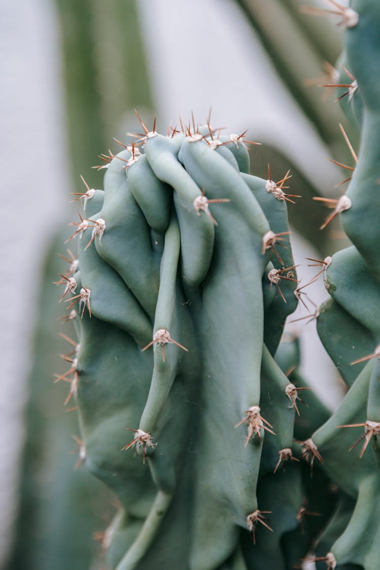 Prickly Cereus Repandus Cactus Growing In Hothouse