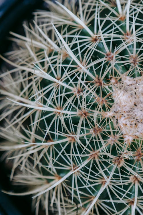 Surface of prickly cactus growing in greenhouse