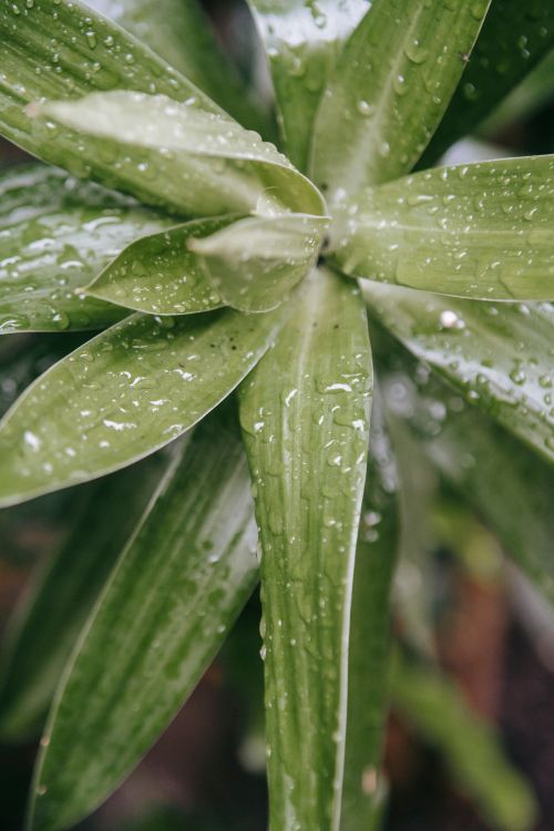 Free From above of fresh green wet leaves of Dracaena reflexa exotic plant growing in forest in daylight Stock Photo