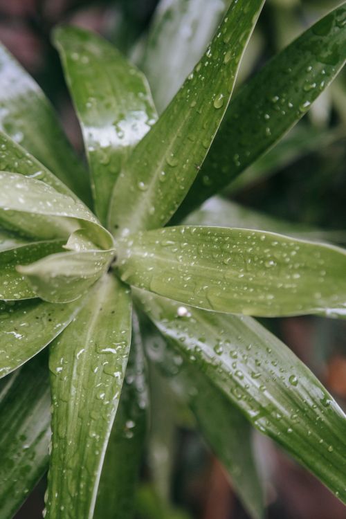 Free From above of fresh verdant leaves of plant covered with drops of water on blurred background Stock Photo