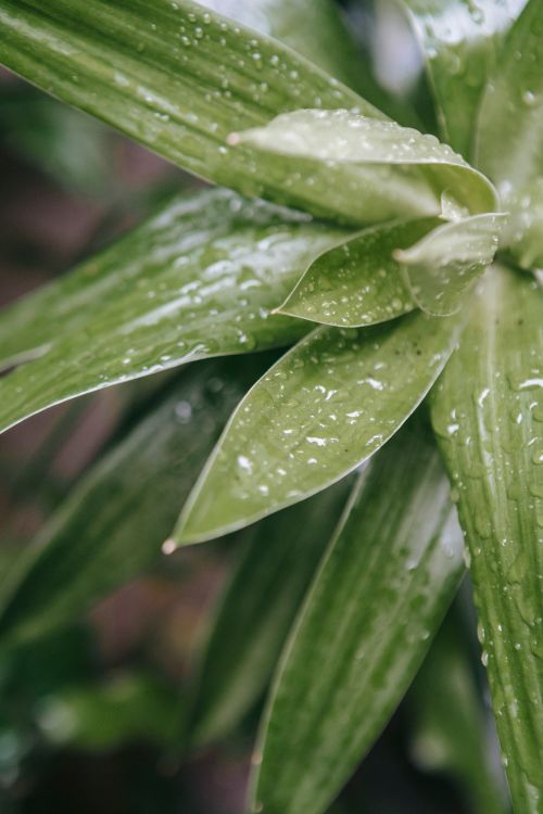 Free From above of green leaves covered with drops of water on blurred background Stock Photo