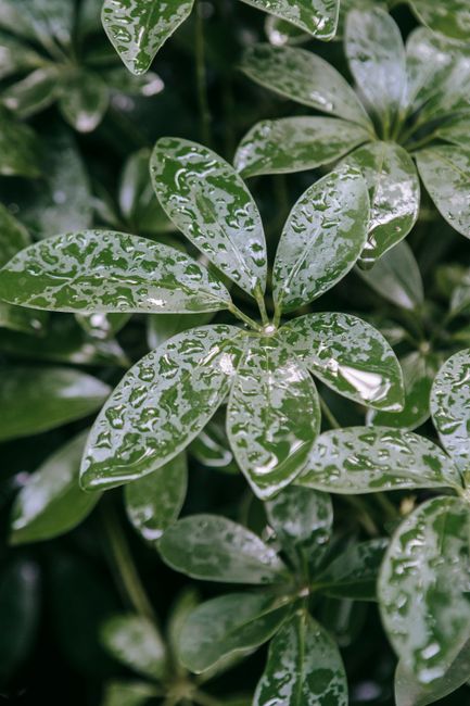 From above of delicate verdant leaves of plant covered with fresh drops of rain