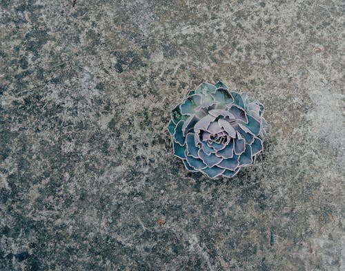 Green Succulent on Concrete Floor