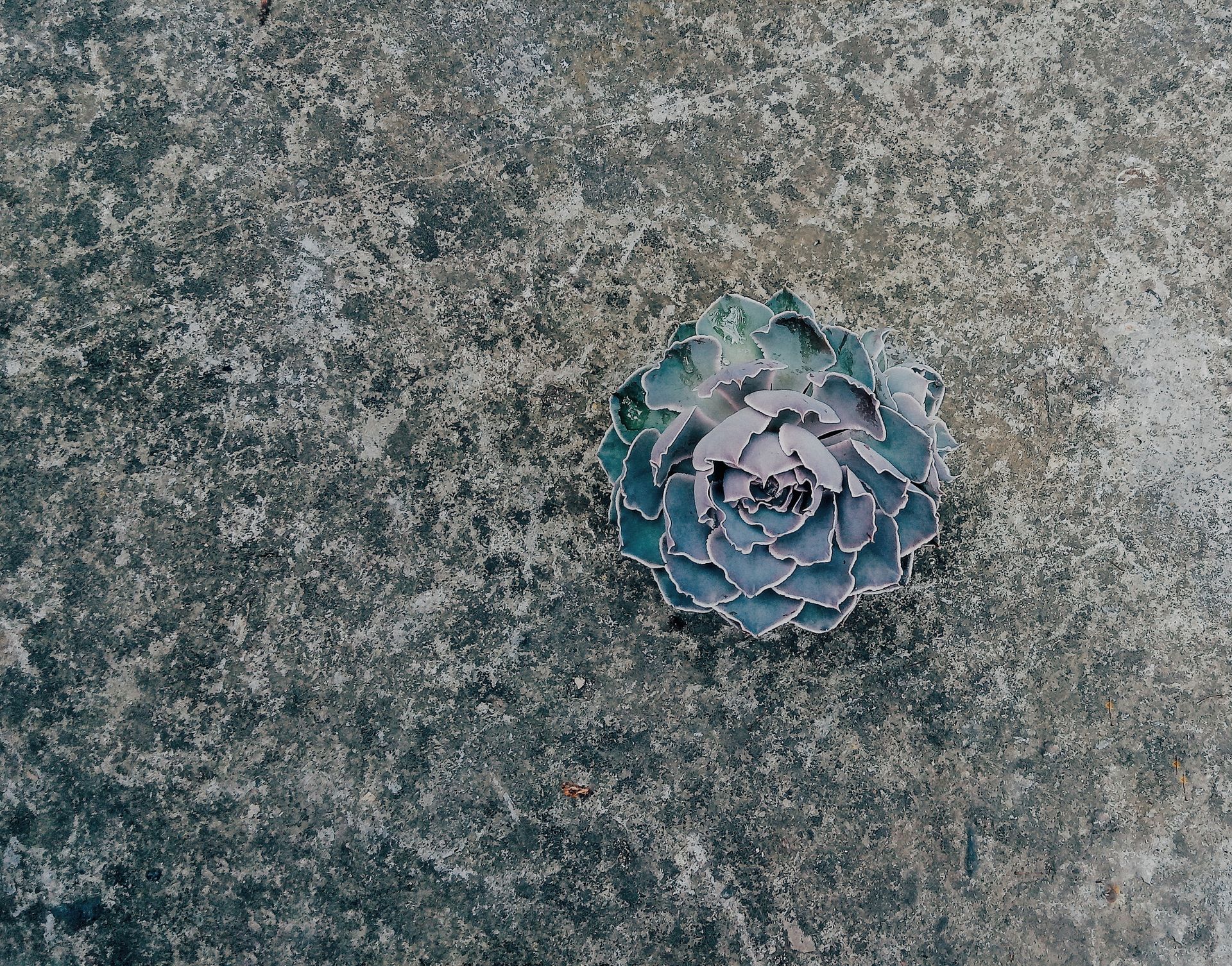 Close-up of a blue echeveria succulent on a textured stone surface, showcasing its unique rosette shape.