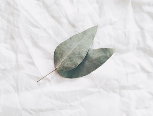 Green Leaves on White Background