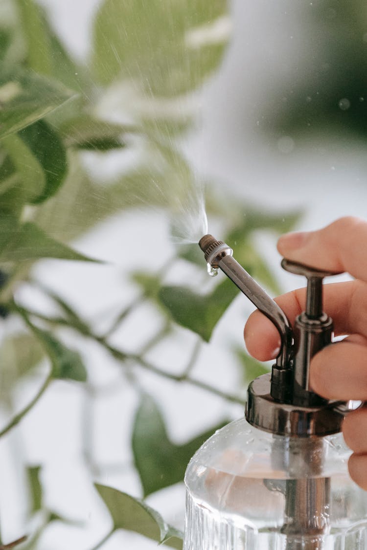 Person Spreading Water On Fresh Green Leaves