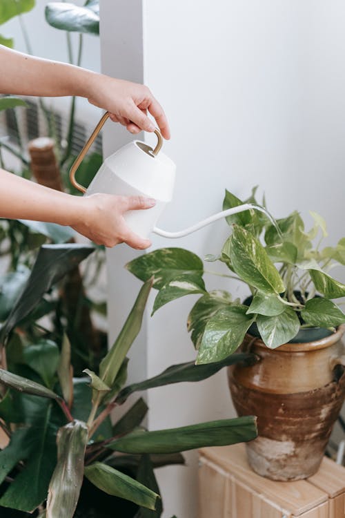 Woman watering plant with fresh green leaves