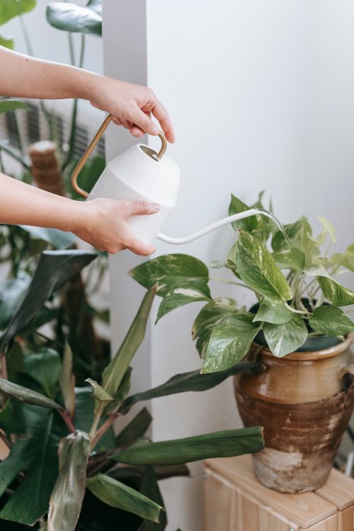 Free Side view of crop anonymous female pouring potted plant with fresh verdant leaves at home Stock Photo