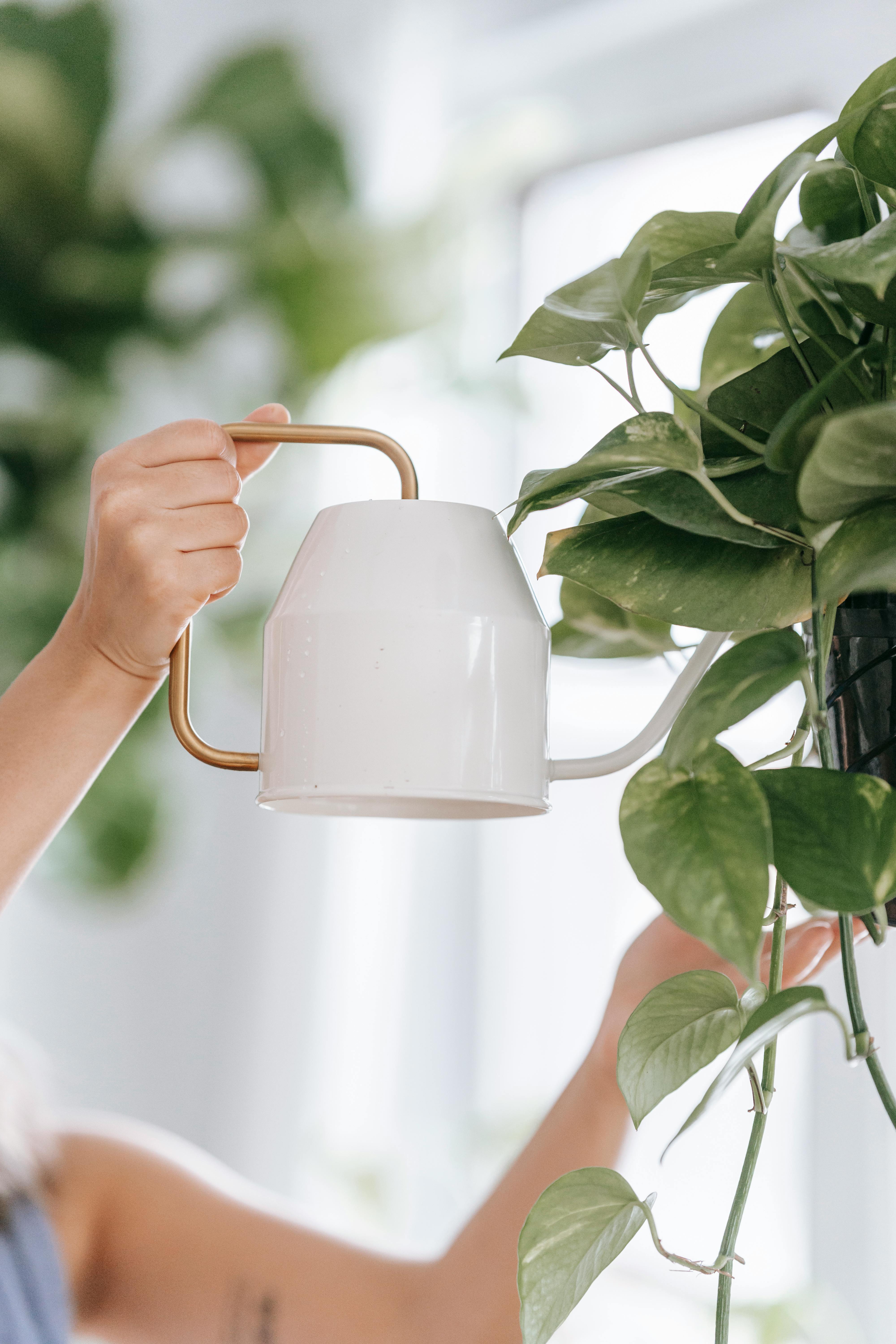 Side view of crop anonymous female pouring water into plants with fresh verdant leaves on blurred background