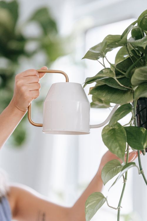 Free Side view of crop anonymous female pouring water into plants with fresh verdant leaves on blurred background Stock Photo