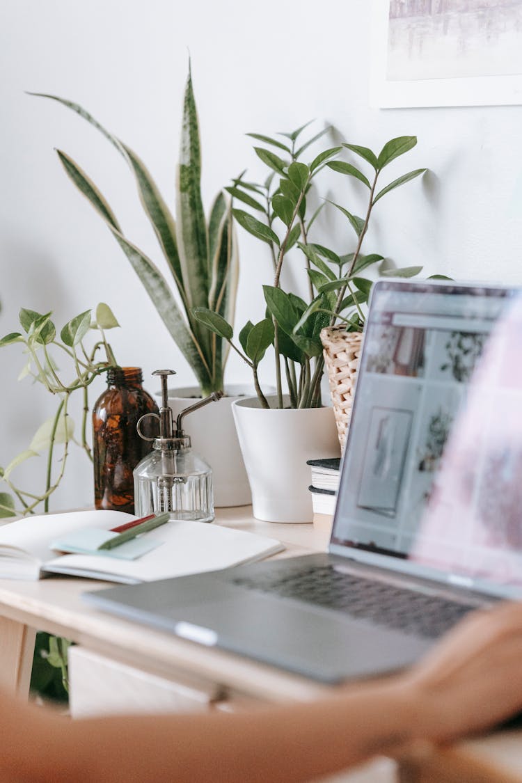 Person Working At Table With Modern Laptop And Green Plants