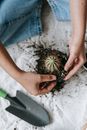 Gardener planting cactus in pot with soil
