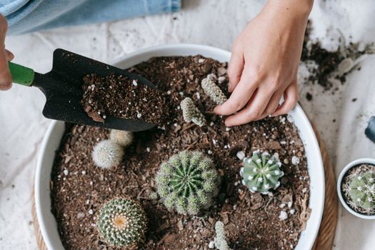 From above of crop anonymous female planting verdant cactuses in soil of pot at home