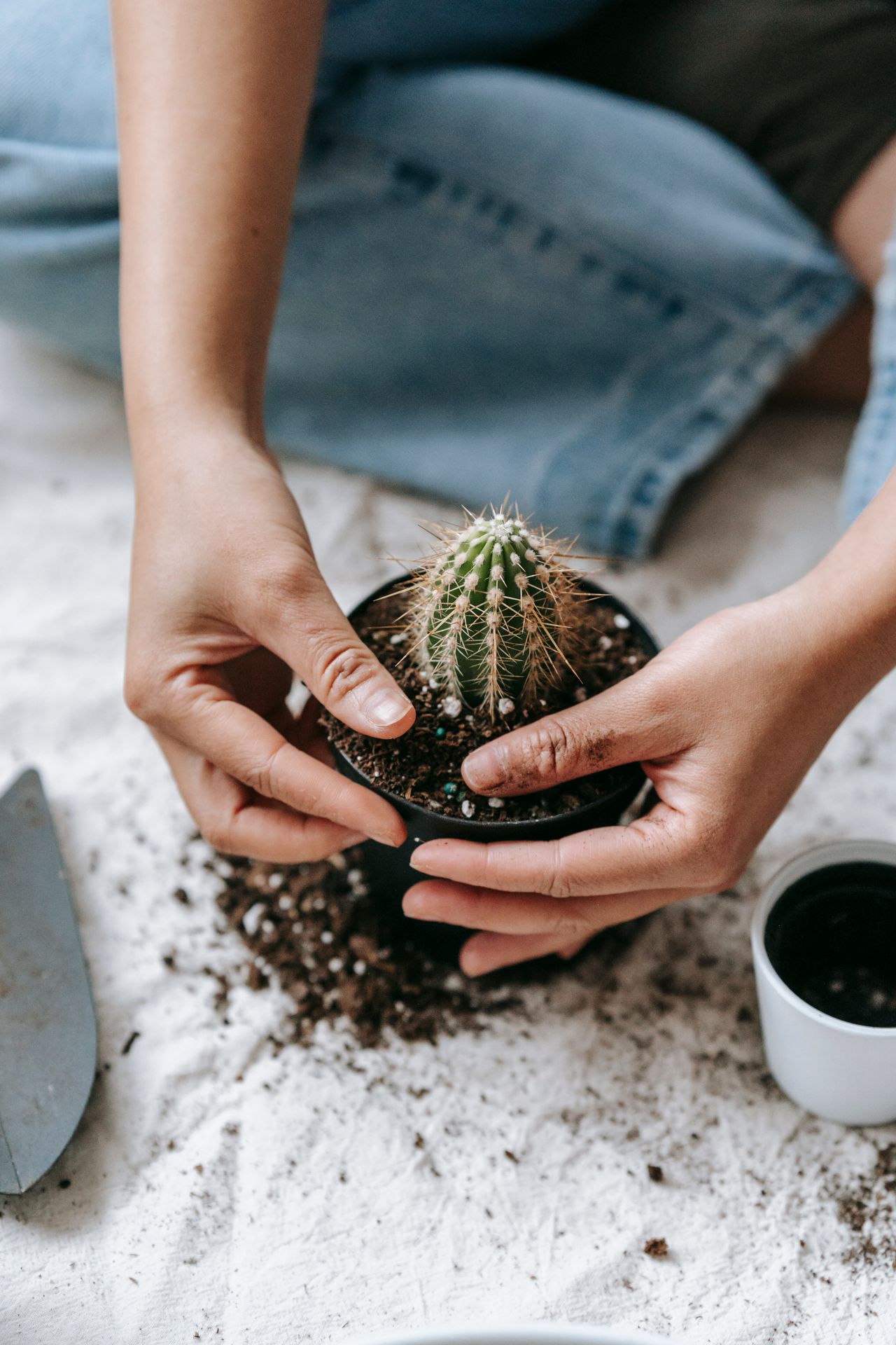 Hands holding a small cactus in a nursery pot while choosing the right pot size