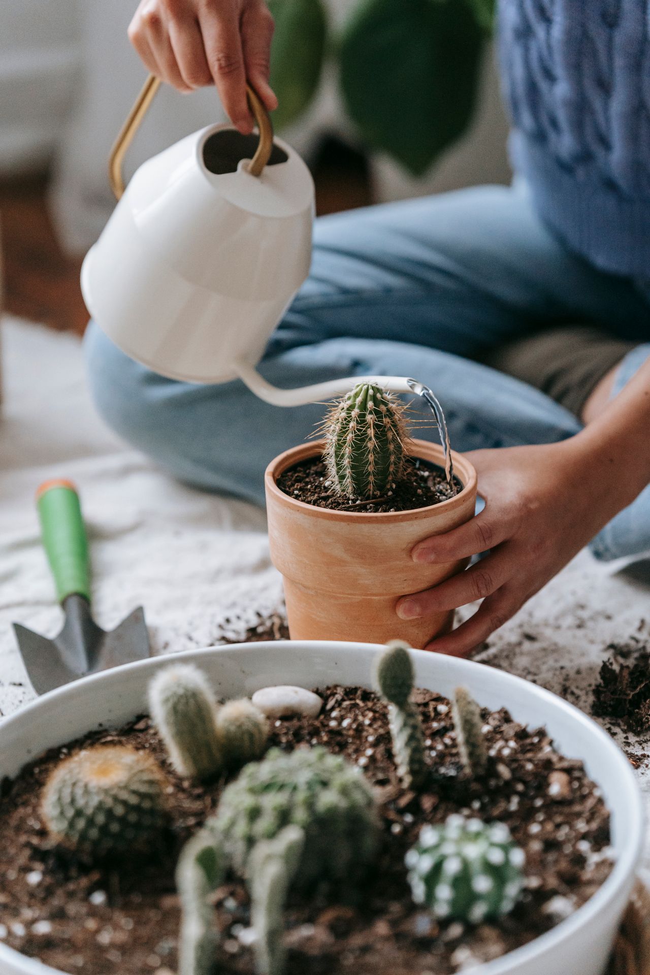 Watering a small potted cactus with a white watering can indoors