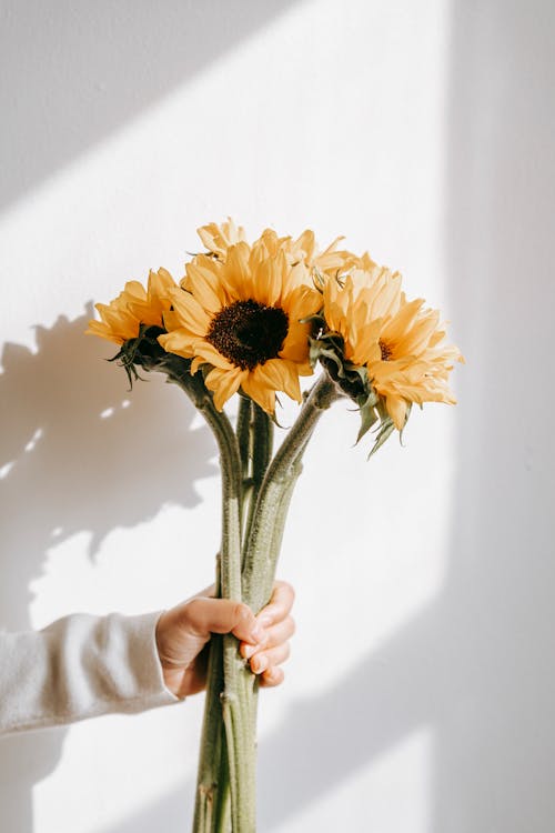 Person showing bouquet of sunflowers