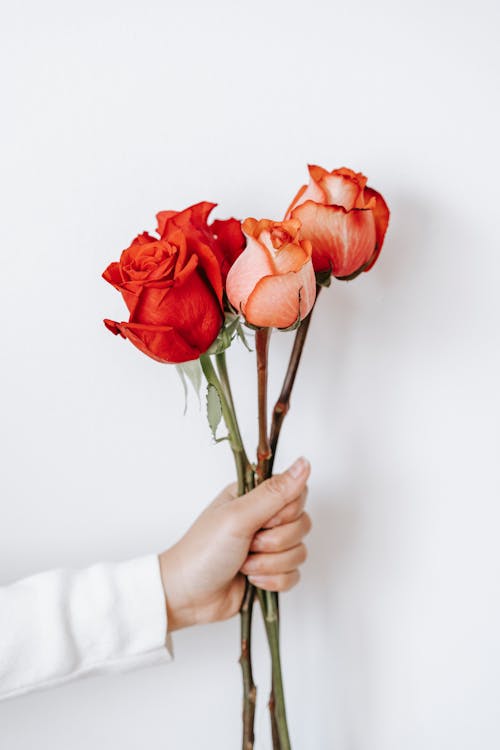 Female demonstrating colorful roses in hand against light wall