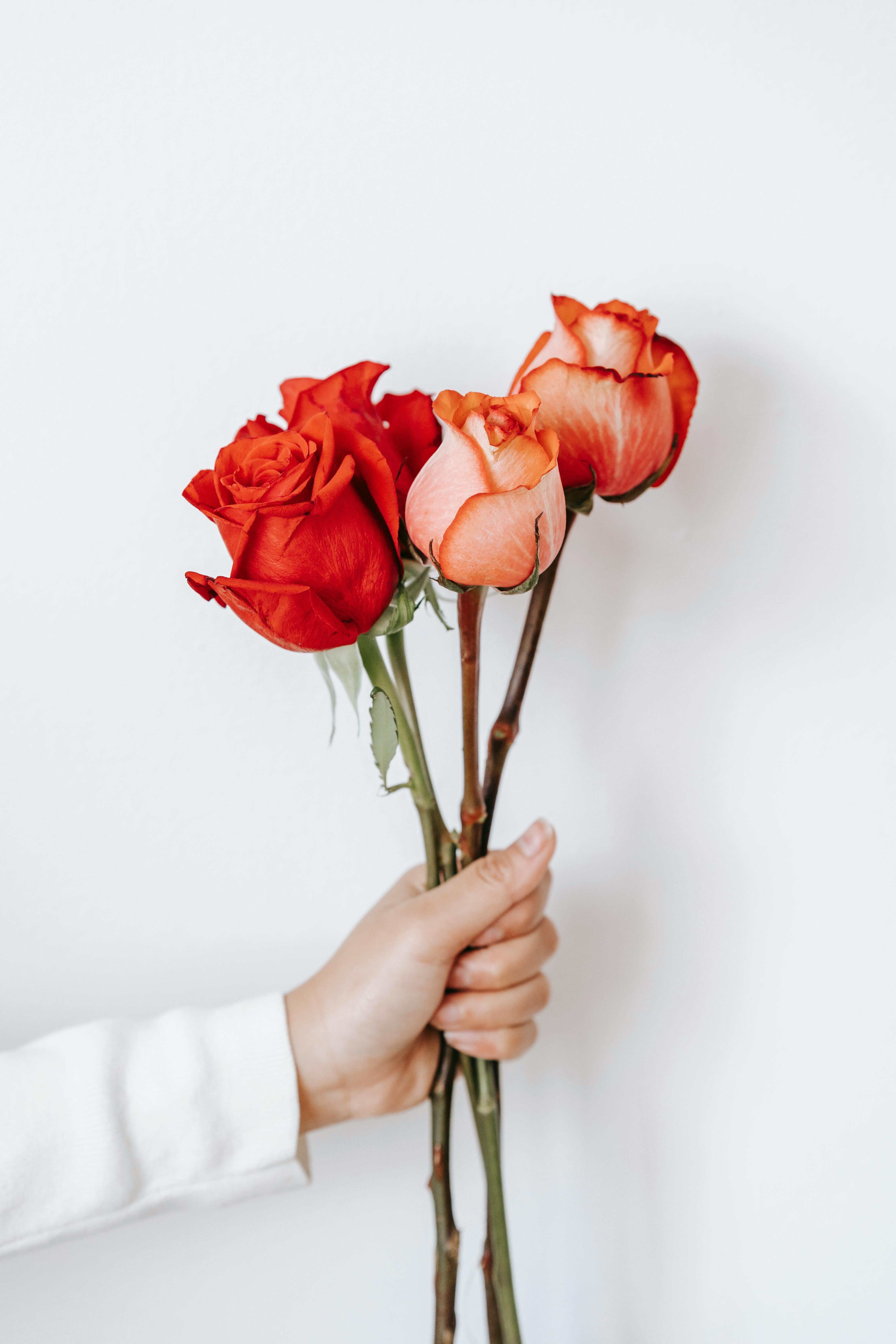 Person showing blooming peonies in hand against dark background · Free ...