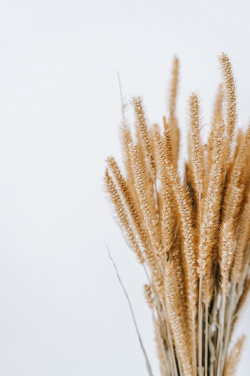Thin dry twigs of wheat placed near white wall in room in daytime
