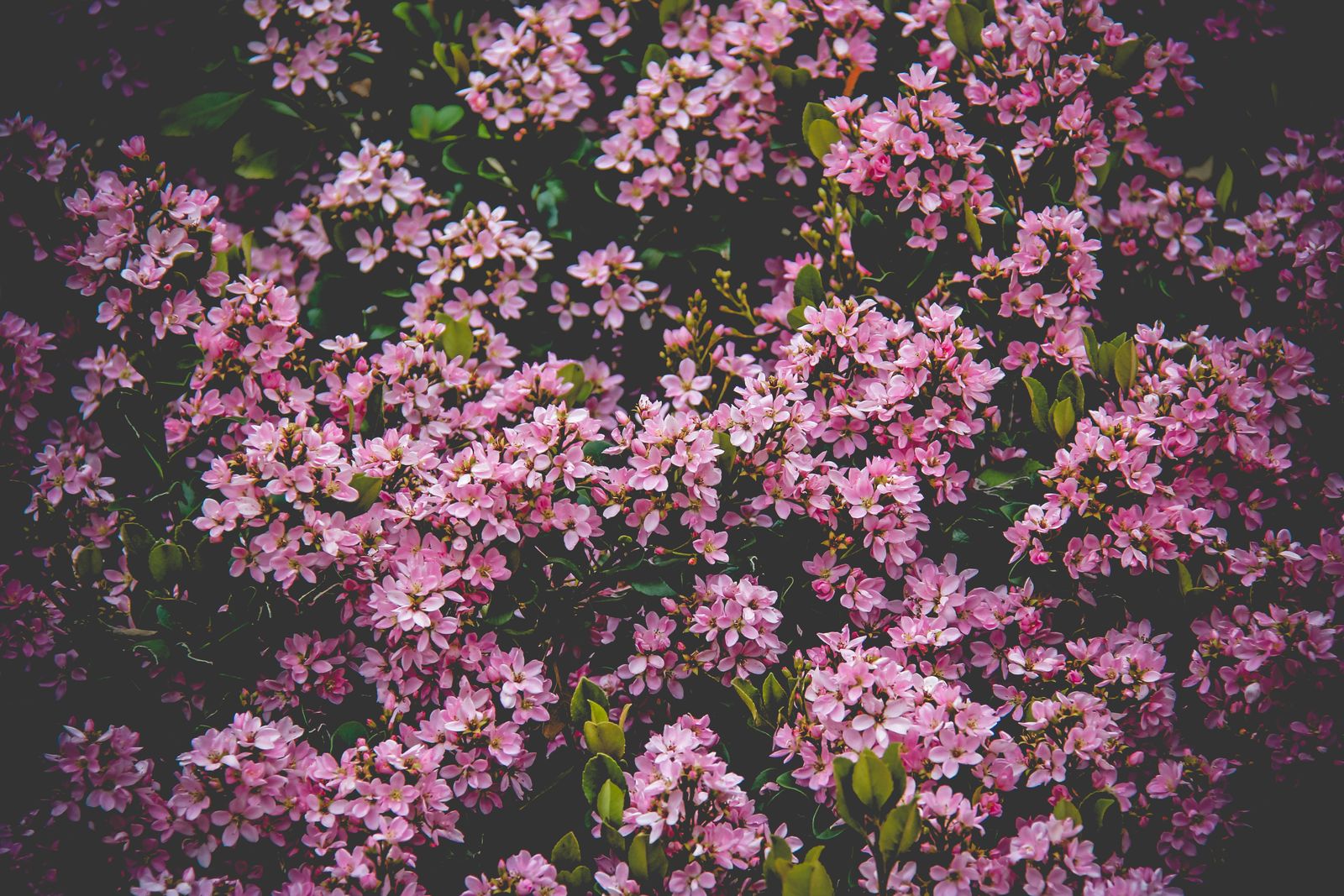 Bush Backround Portrait Edit