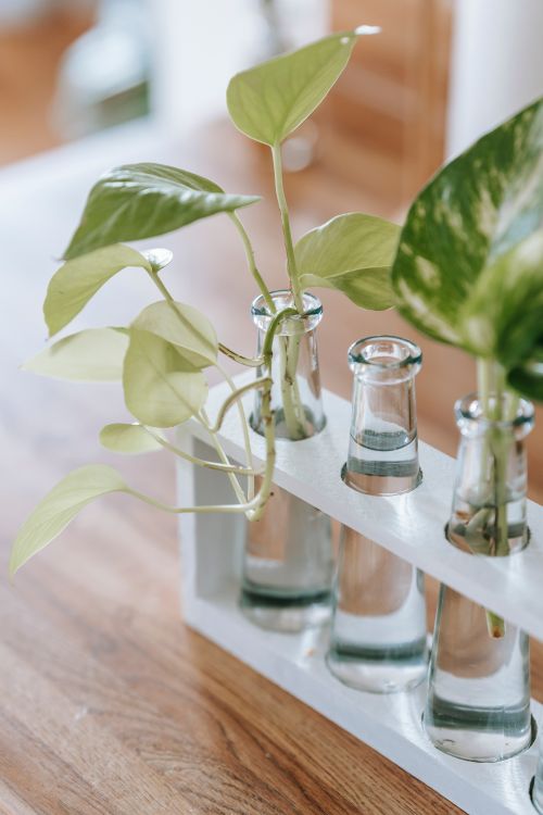 Free From above of small fresh green leaves of plant placed in transparent glass jars on wooden table in daytime Stock Photo