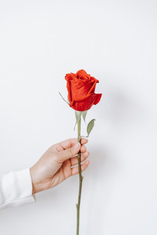 Crop anonymous female reaching out hand and demonstrating bright blooming red rose against light wall in daytime