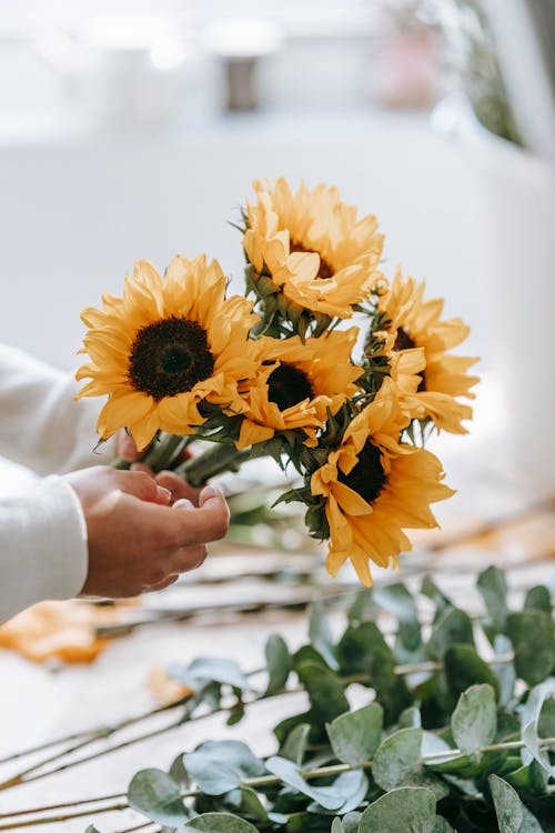 Crop unrecognizable woman making bouquet of fresh blooming sunflowers in light room in daytime