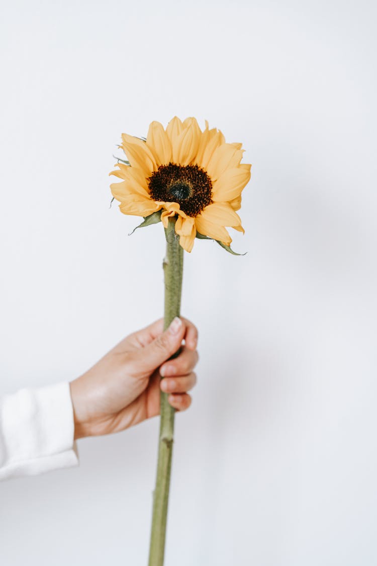 Crop Person With Sunflower Against White Wall