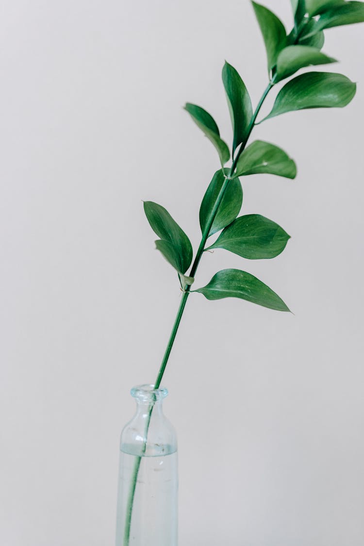 Green Branch In Glass Bottle Of Water