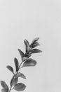 Sprig of plant near wall