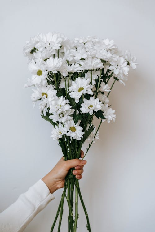 Unrecognizable person with Chrysanthemum flowers