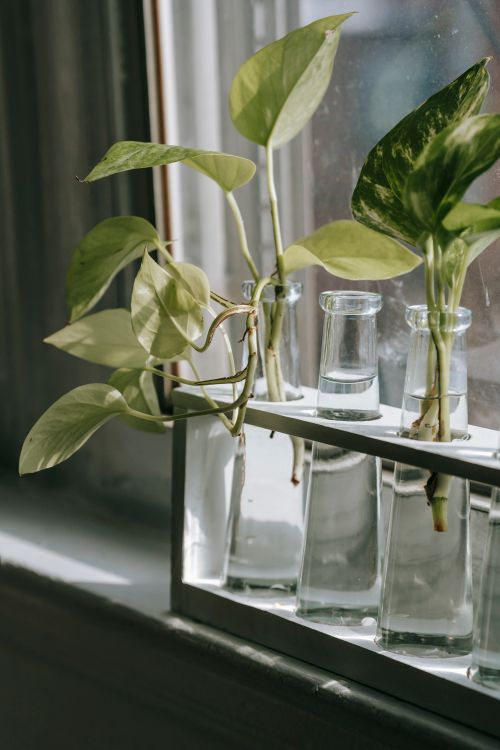 Free Set of transparent vases with green plants with sprouts and green leaves placed on windowsill near window in light room Stock Photo