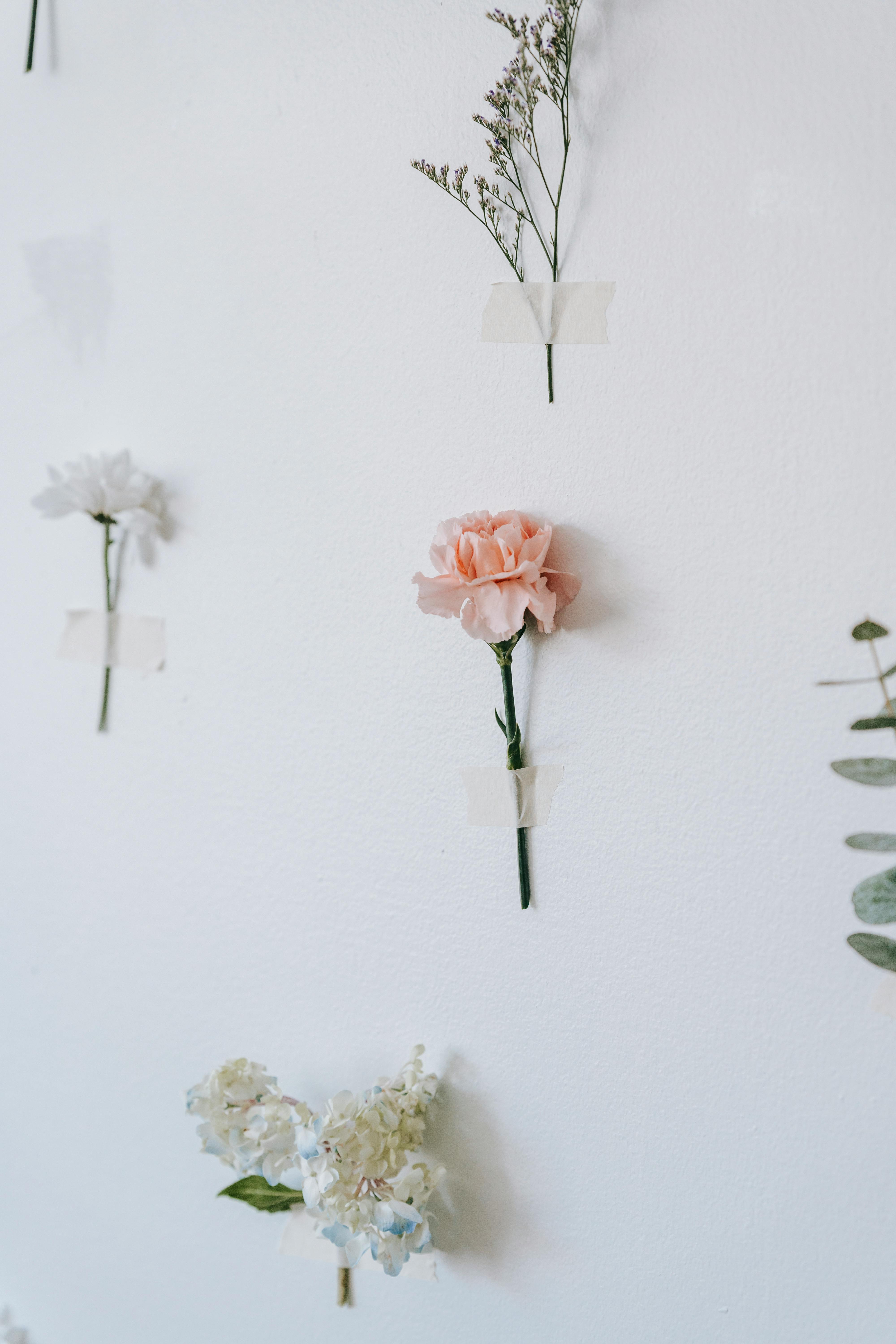 Arrangement of plants on white wall · Free Stock Photo