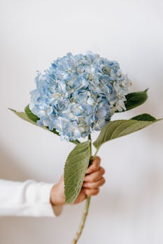 A delicate blue hydrangea flower held in a person's hand against a white background.