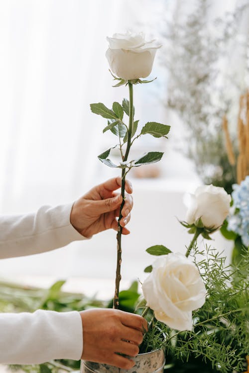 Free Anonymous person putting rose in vase Stock Photo