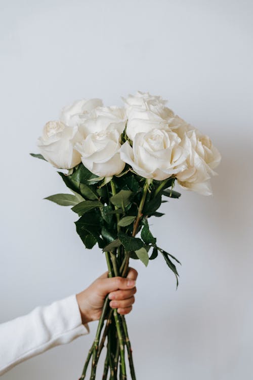 Crop unrecognizable person demonstrating blooming white roses with green stems in hand while standing on white background in light studio