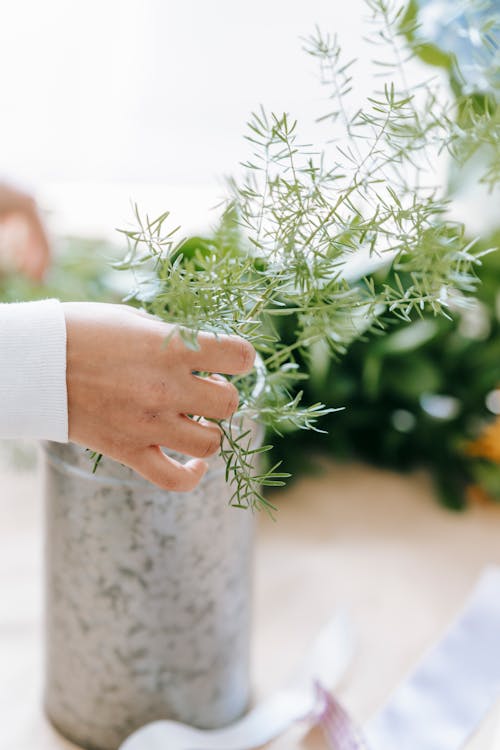 Free Crop anonymous person putting thin green twigs into vase while standing at table in light room on blurred background Stock Photo