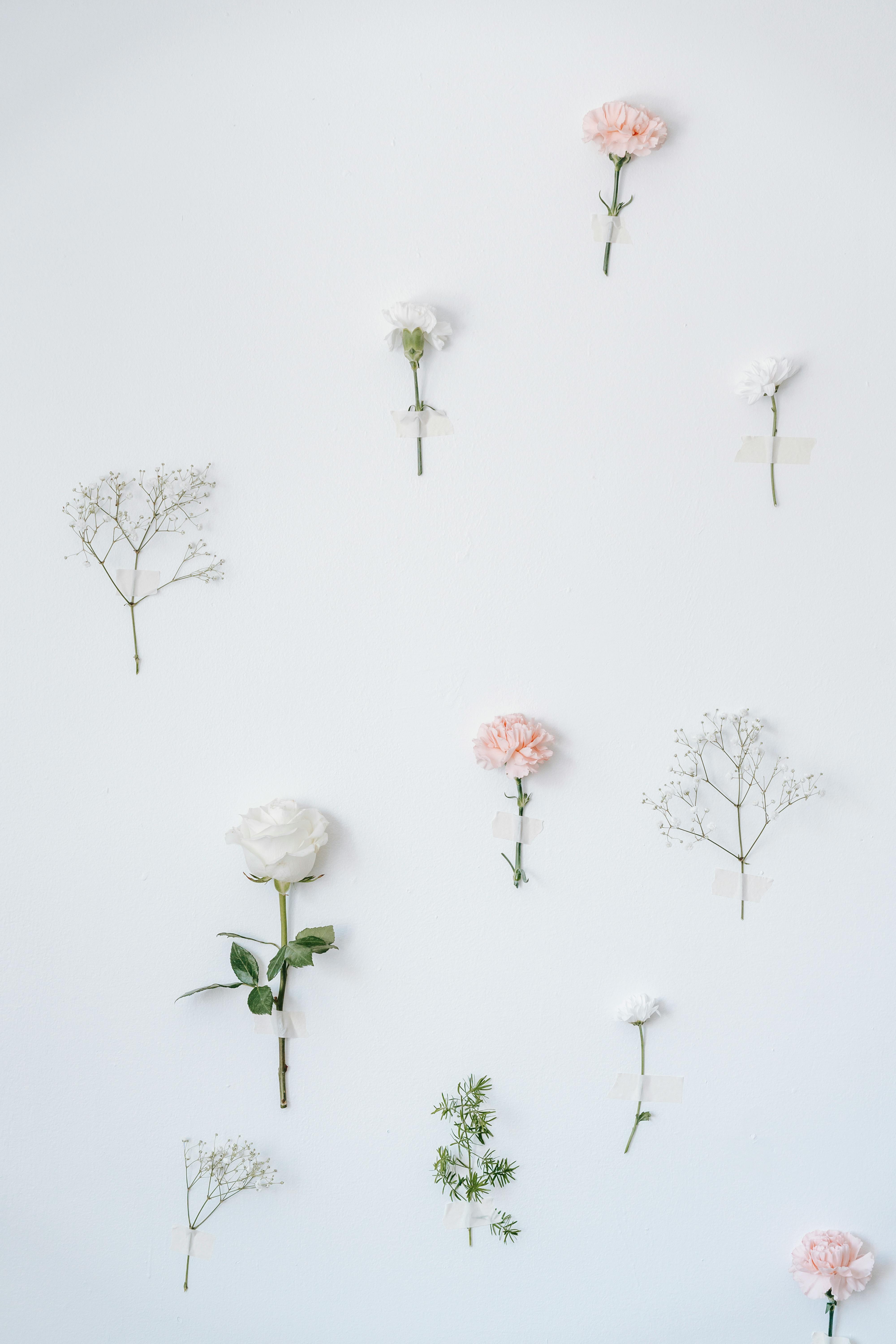 collection of plants on white background