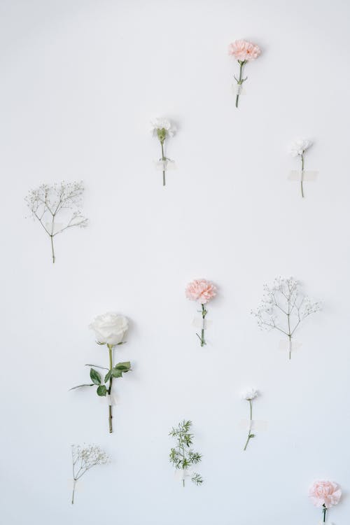 Free Collection of plants on white background Stock Photo
