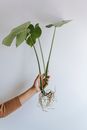 Faceless person showing plant with sprouts