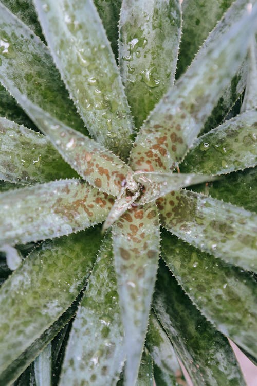 Top view of flowering succulent plant with prickly edges on leaves covered with dew growing in garden on summer day