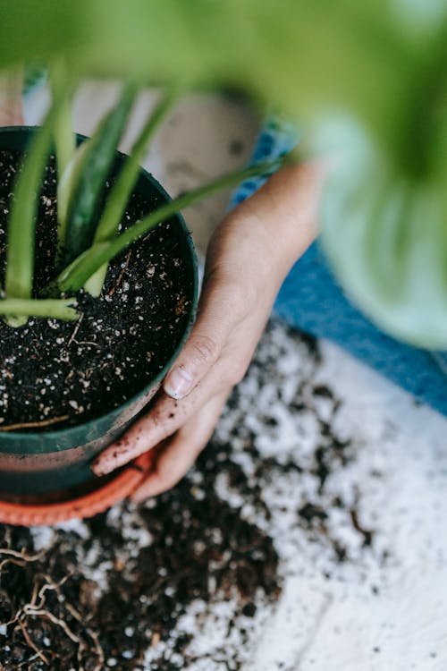 Anonymous gardener near flowerpot with soil