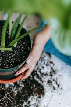 Close-up of woman's hands planting a green houseplant indoors with soil and a pot.