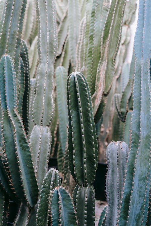 Abundance of tall green cactuses with prickly spikes growing in botanical garden with various plants on summer day in garden