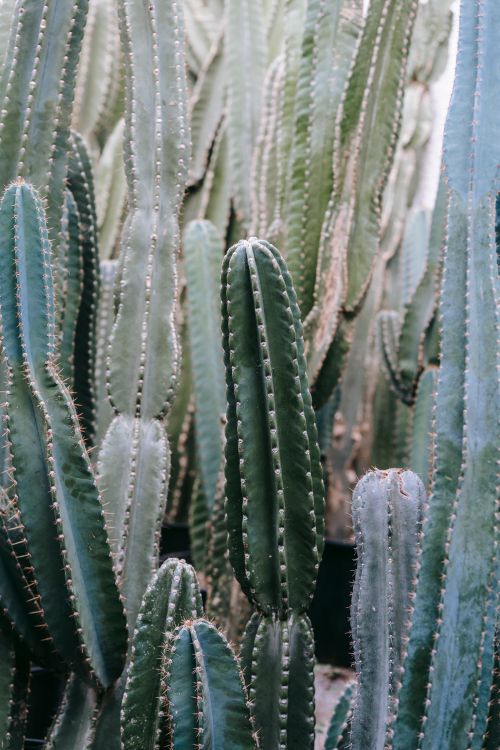 Free Abundance of tall green cactuses with prickly spikes growing in botanical garden with various plants on summer day in garden Stock Photo
