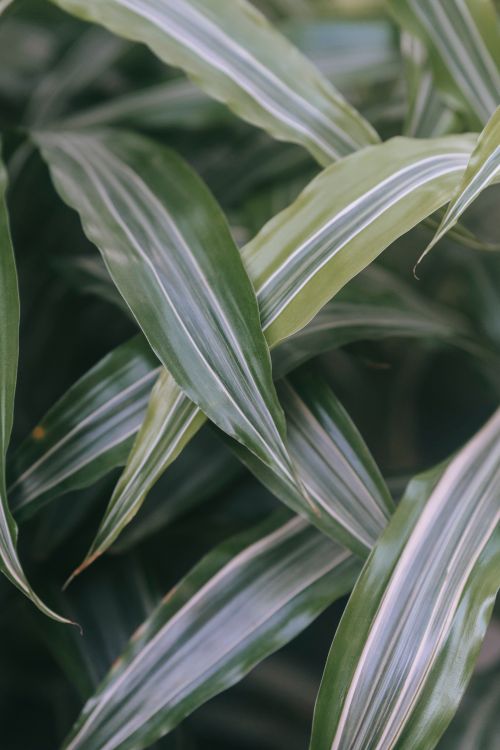 Free Lush plant with long green leaves with veins and stripes growing among fresh verdant vegetation in garden on summer day Stock Photo